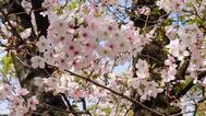 🌸벚꽃과 봄 산책🌸