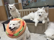 모후모후즈🐩