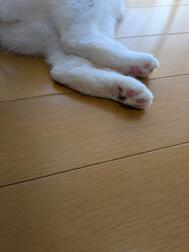 🐈️