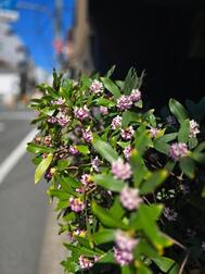 沈丁花