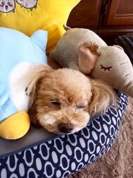 오늘은 휴일입니다 🐾 개에게 바치는 하루