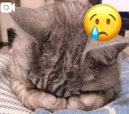 감기 😷💔