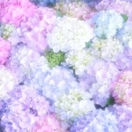 🌸 감사일기
