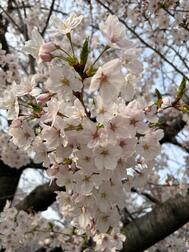 봄🌸