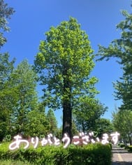 1일 늦은...(*｀ω´)
