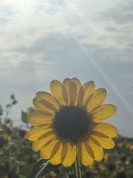 안녕하세요 (>_