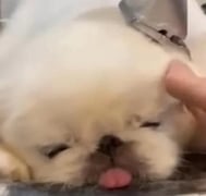 억지로 졸린 🆘